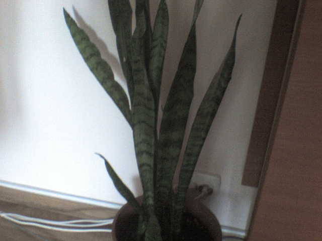 Picture 264 - florile mele