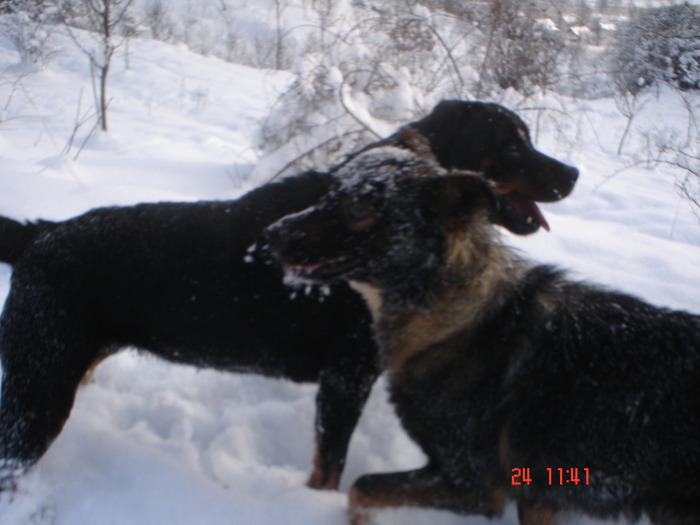 DSC08772 - Bella ianuarie 2010