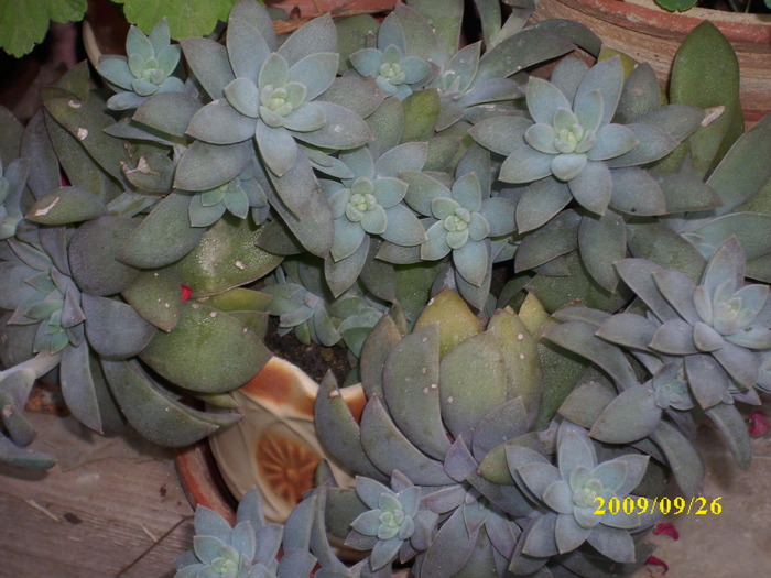 DSCI1414 - plante suculente-cactusi