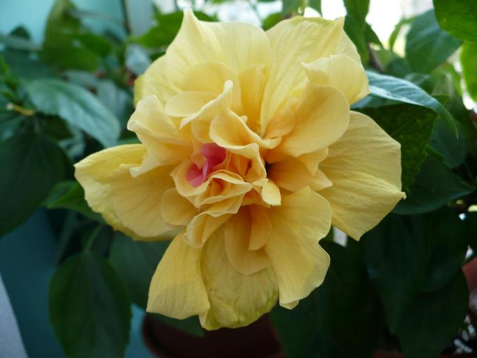 P1030848 - Hibiscusi