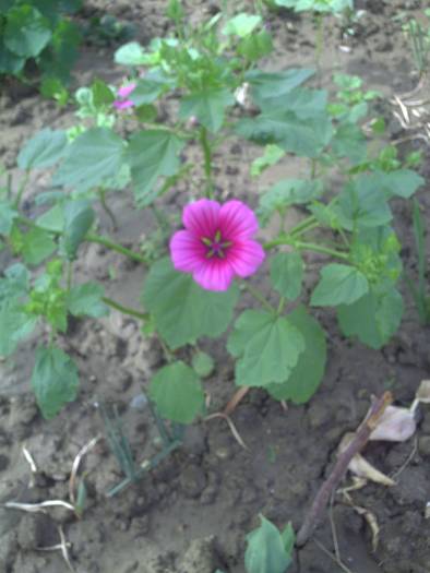 lavatera