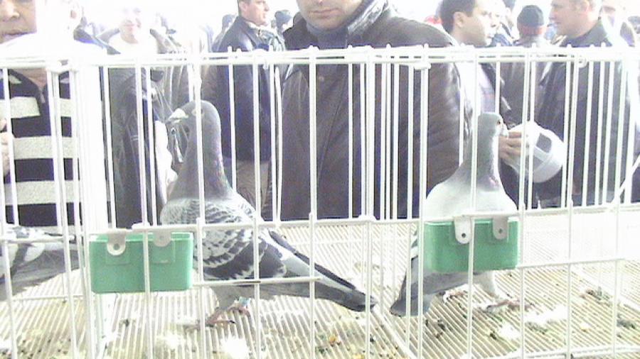 Copy (2) of Picture 1055