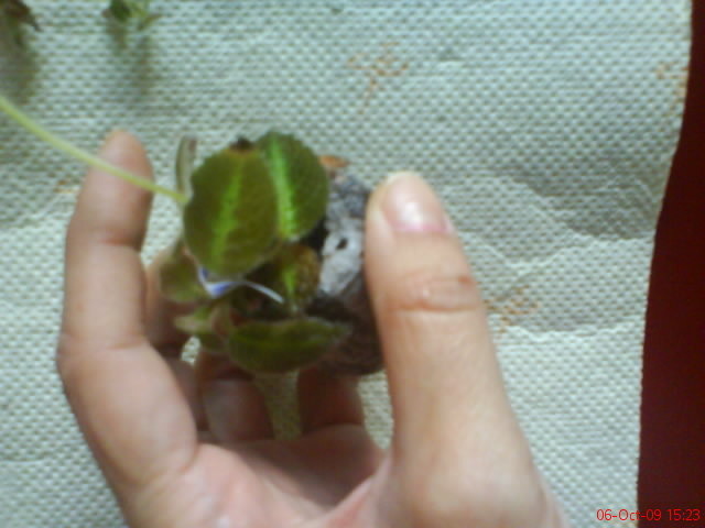 Episcia Blue Nile; Episcia Blue Nile
