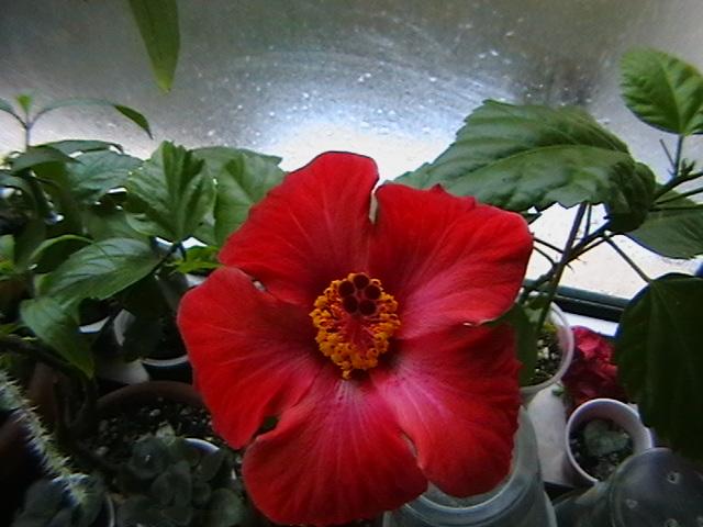 12.02 - hibiscus 2009