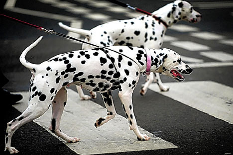 dalmatian dalmatian