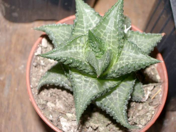 Haworthia tesselata - Haworthia - Gasteria