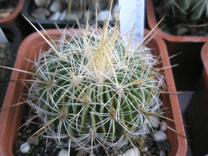 Echinofossulo nr. 8 - Echinofossulocactus