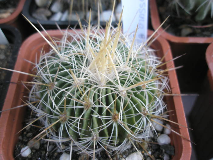 Echinofossulo nr. 8