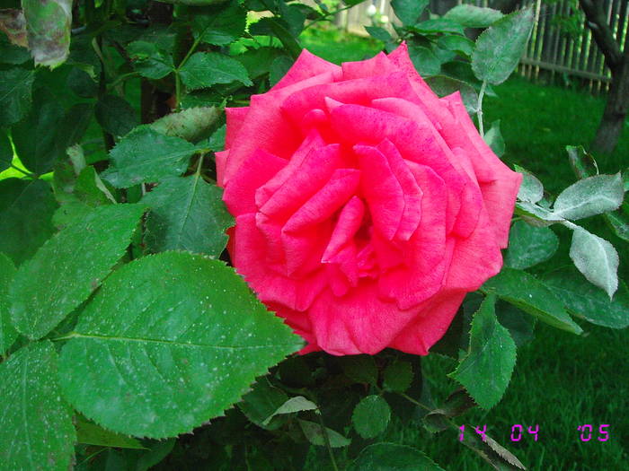 Rosu siclam - Trandafiri