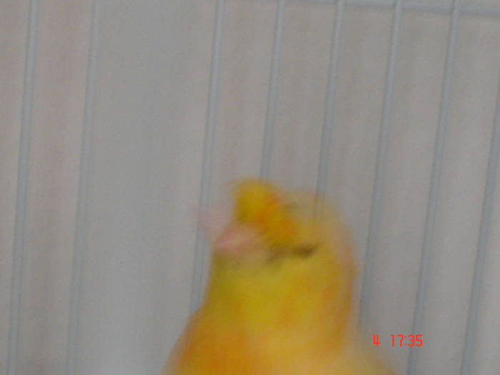 DSC01815 - PASARI CARE NU LE MAI AM - CANARI