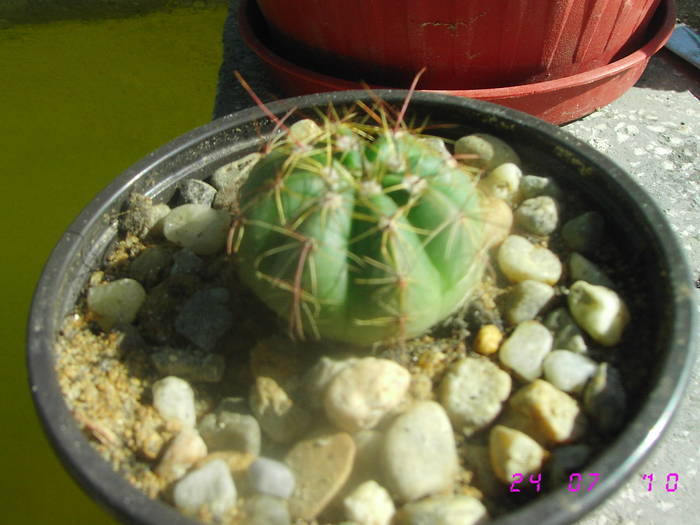 Notocactus ottonis - CACTUSI