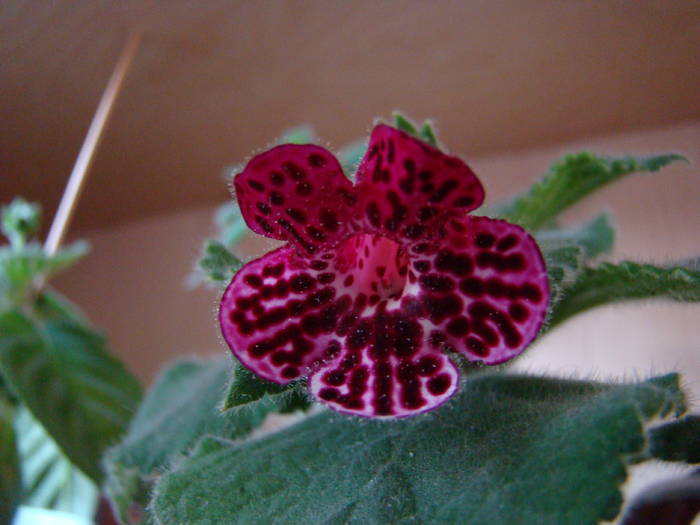 Kohleria Jester 4 - Kohleria Jester 2009