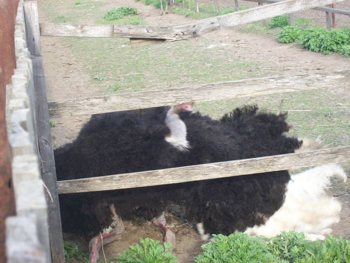 100_2595; mascul dansand
