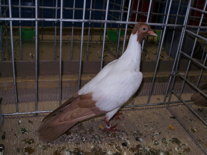 10643 wt 1 - 1507 partea 6a