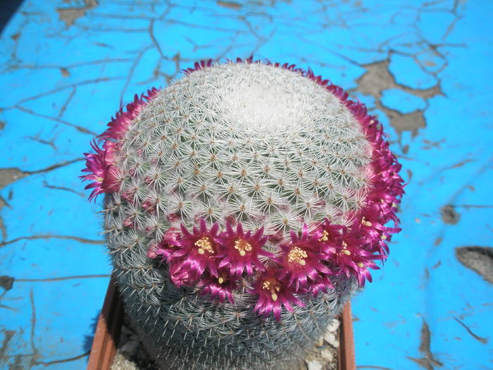 Mammillaria supertexta - 12.05