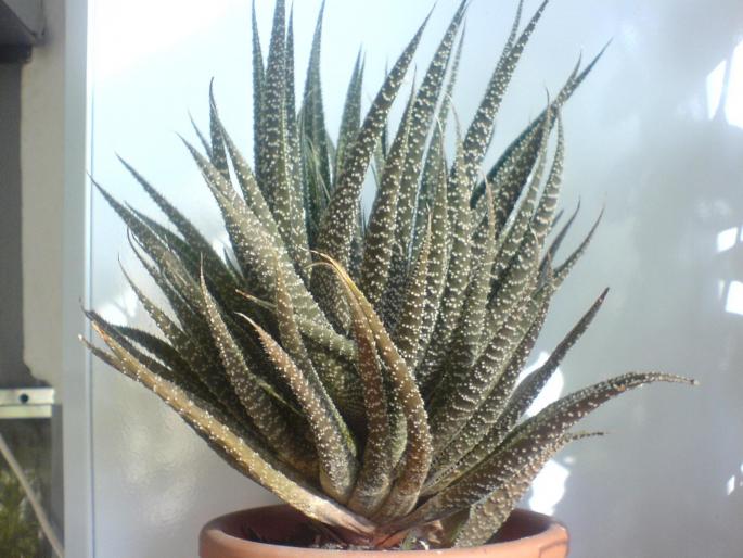 aloe variegata - cactusi