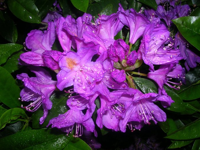 purple-rhododendron-761707 - Mov cool