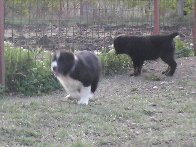 poze 04.05.2009 127