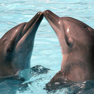 22 - poze cu delfini