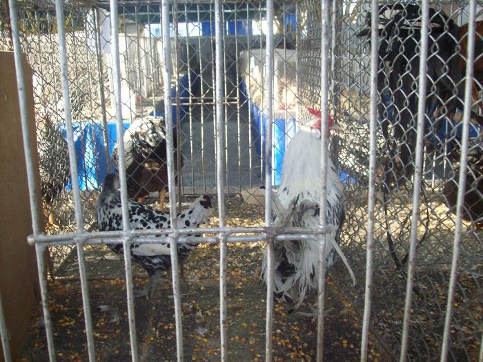 EXPO 2009 .01.09  CLUJ-NAPOCA 144