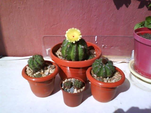 DSC00177 - Cactusi 2009