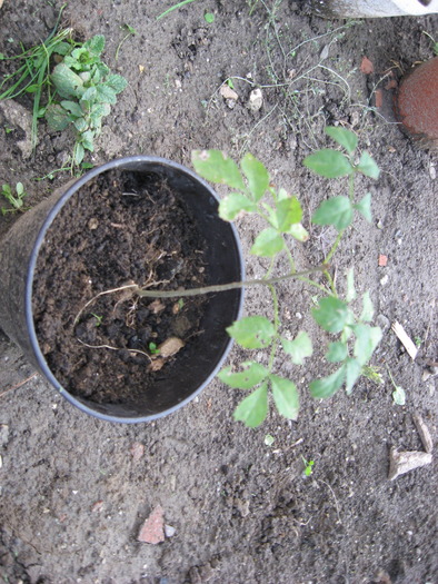 jugastru - viitori bonsai