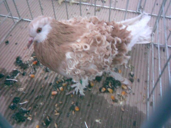 cret m ash dil grizz