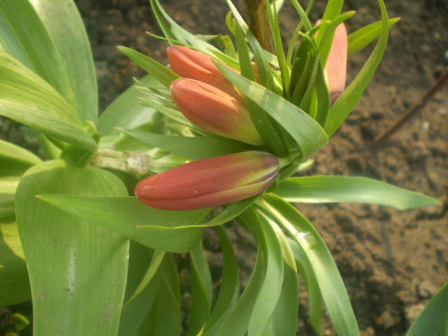 frittilaria - flori de gradina 2009