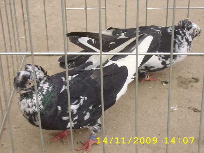 jucatori de ardeal(pereche) 60lei - vinduti- ACESTI PORUMBEI AU FOST VANDUTI