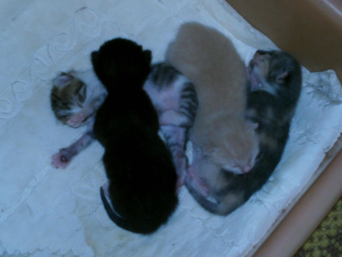 puii mici (6)