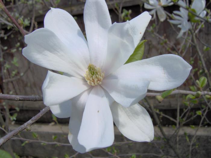 magnolia stelata - flori din gradina primavara 2008
