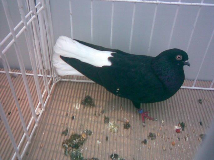 negru ca 2 - 1502 partea 3