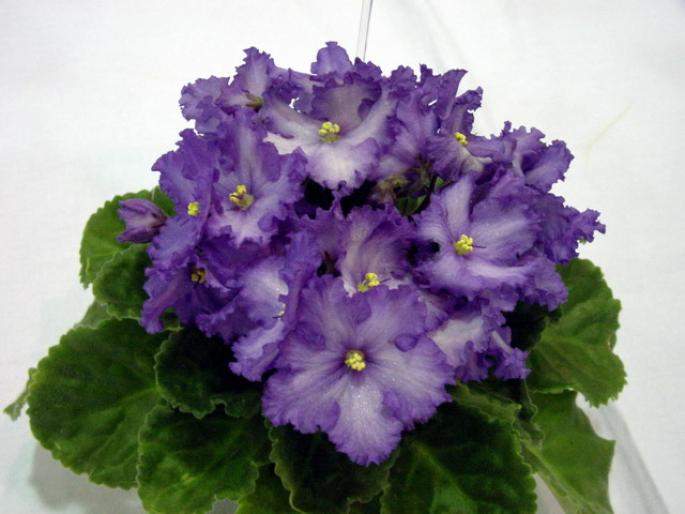 Sky_and_Snow_2005avsa - violete de pe net 1