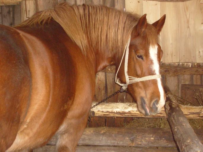 Opaline; Opaline,rasa Cob Normand,varsta 5 ani,coloare roiba.
