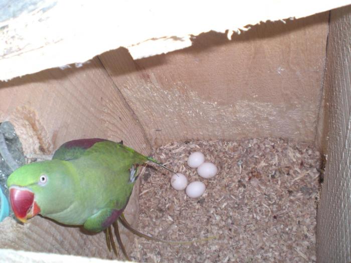 Crescatorie papagali marele alexandru, oua de papagali marele alexander - Marele si Micul Alexandru