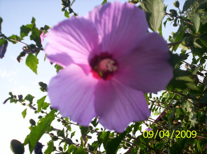 o fl de hibiscus; o floare spre cer
