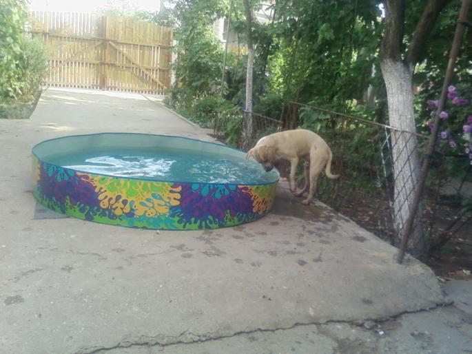 Boban la piscina