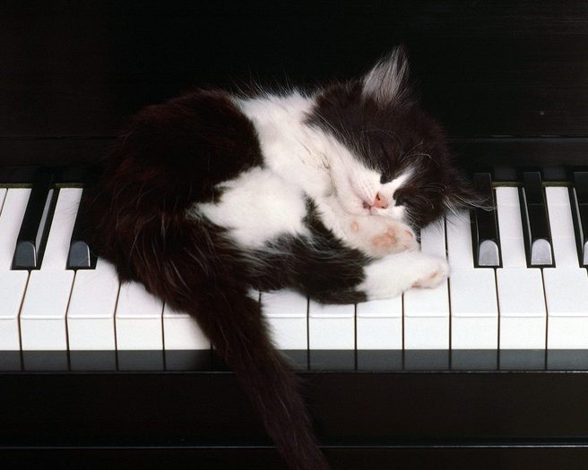 Pisi doarme pe pian