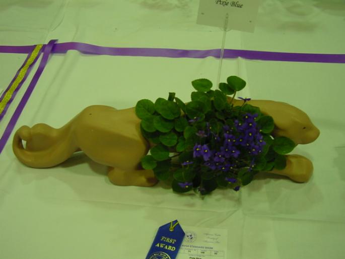 Pixie_Blue_2005avsa - violete de pe net 1