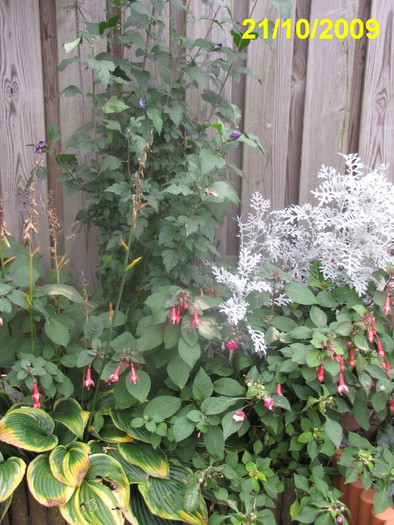 gr. sp. 21 oct 2009 (2)