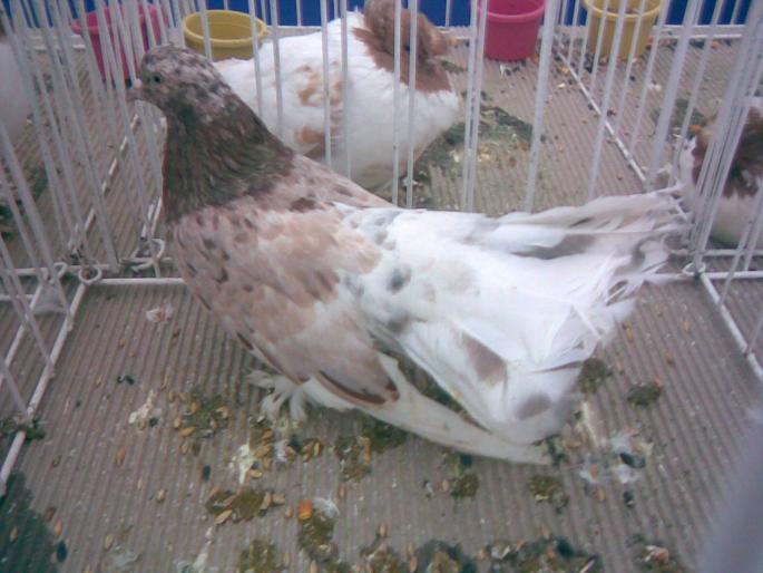 rol debr alm ashred - 1502 partea 3