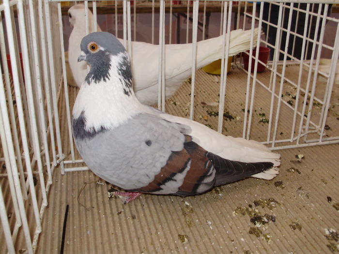 vargat 2