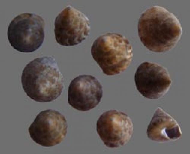 Shell033