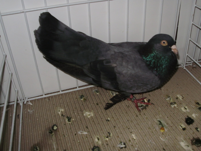 utaciki 2 - 1509 str 3