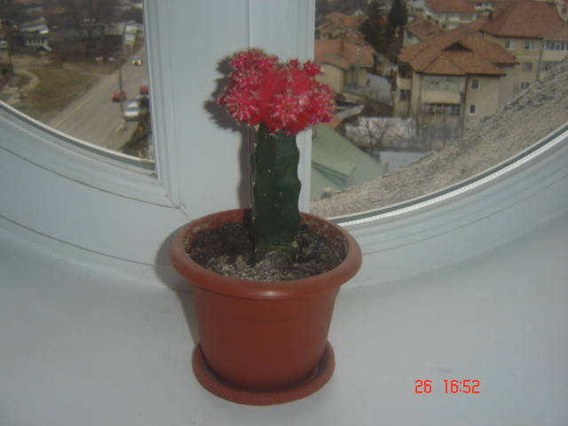 DSC00119 - cactusi