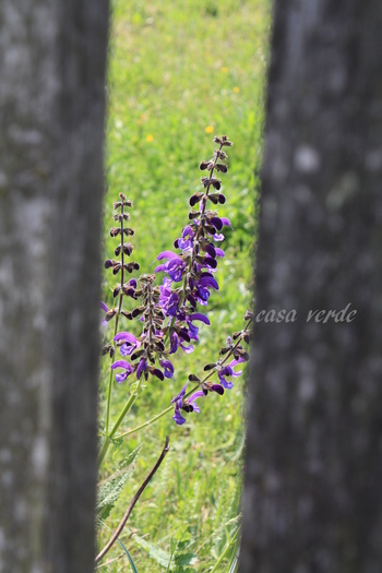 Salvia pratensis-Jales - frumuseti salbatice