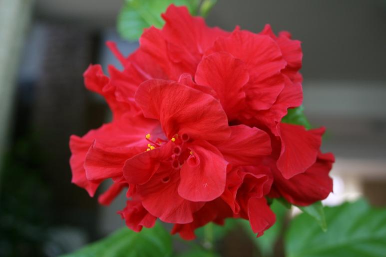 hibiscus rosa-sinensis; fam. malvaceae
