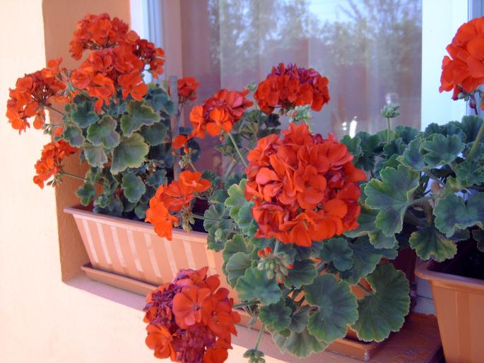 muscate in august - Plantele mele de terasa si exterior
