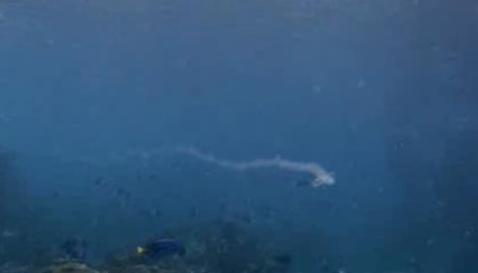 syrenkys - H2O just add water