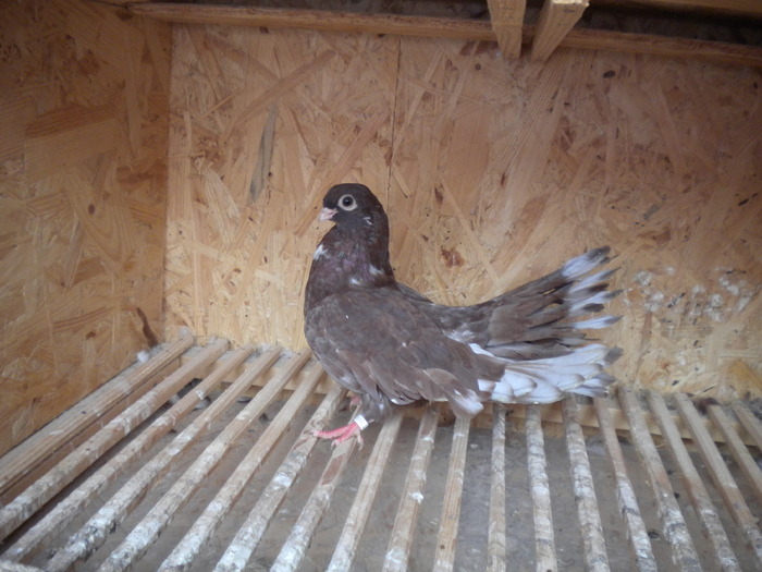 Picture 120 - Raicu 1